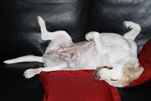 zweifarbiger Beagle pennt auf dem Sofa