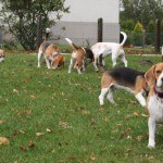 Beagles auf dem Hundeplatz Beagles auf dem Hundeplatz