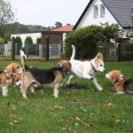 Beagles spielen Beagles spielen