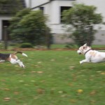 Beagles Yvi und Beethoven vom Deistertal Beagles Yvi und Beethoven vom Deistertal