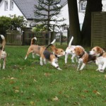 beagle in Steinhagen bei Bielefeld beagle in Steinhagen bei Bielefeld