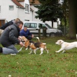 beagles OWL beagles OWL