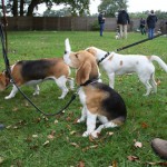Beagle Beethoven vom Deistertal Beagle Beethoven vom Deistertal