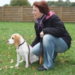 Beagle Abigail vom Deistertal Beagle Abigail vom Deistertal