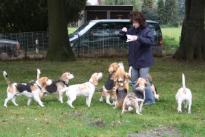 beagles haben hunger