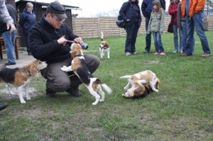 beagle trinkt bier Arme Beagle-Babys werden zum Bier-Konsum verführt