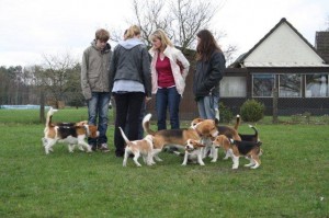 Beagletreffen Beagletreffen