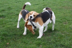 Beagle Brüder Beagle Brüder