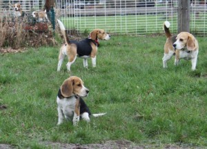 Beagles Landesgruppe OWL Beagles Landesgruppe OWL