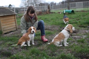 Beagle und Kinder Beagle und Kinder