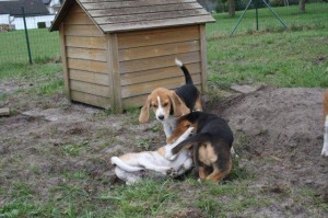 Beaglewelpen spielen Beaglewelpen spielen