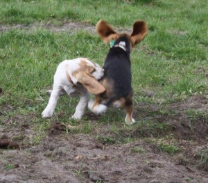 fliegende Beagleohren fliegende Beagleohren