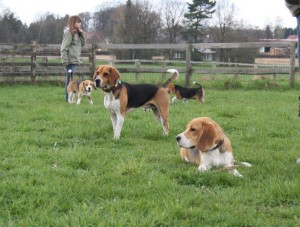 Riesenbeagles Riesenbeagles
