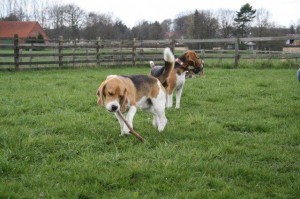 Beagle mit Stöckchen Beagle mit Stöckchen