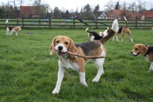 Beagle Beethoven Beagle Beethoven