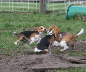 Beagles beim Spielen Beagles beim Spielen