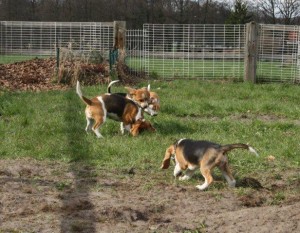 Beagles Beagles