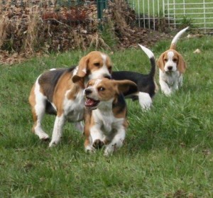 Beaglehündin mit ihren Welpen Beaglehündin mit ihren Welpen