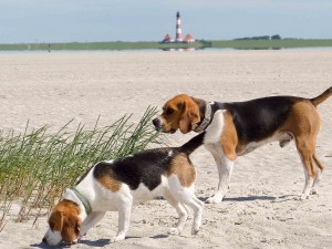 Nordfriesland-1030020