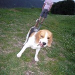 Flitterwoche Mals 285