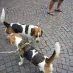 Flitterwoche Mals 337