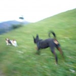 Flitterwoche Mals 462