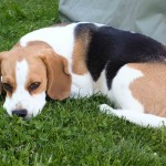 Caya_20110520_1654