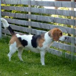 Caya_20110520_1717