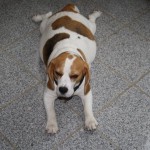 Beaglewelpen brauchen Platz Olga mit Beaglewelpen im Bauch