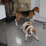 IMG_9534 IMG_9534