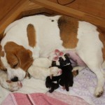 Beaglewelpen August 2011