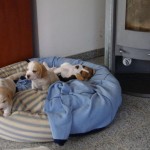 BILD0420 BILD0420