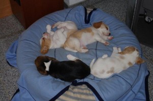 Beagle Beaglewelpen im Korb