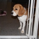 Beaglehündin Emma vom Deistertal schaut schüchtern durch das Gitter