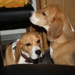 Halbgeschwister Beethoven und Emma