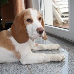Beaglewelpe Hanno ist noch zu vermitteln