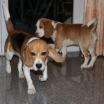 Beagles Emma und Hanno