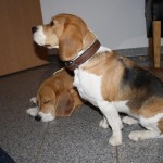 Diese Beagles sind Halbgeschwister