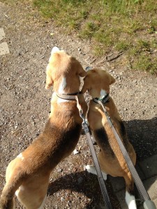 Beagles Beethoven und Indira beobachten einen Fuchs