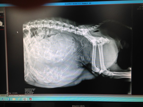 Röntgenbild Beaglewelpen