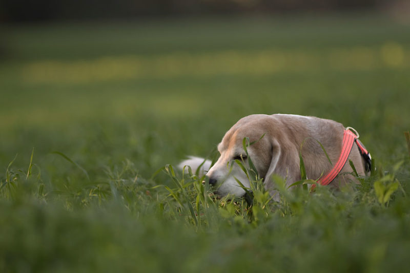 Beagle Beethoven im Feld