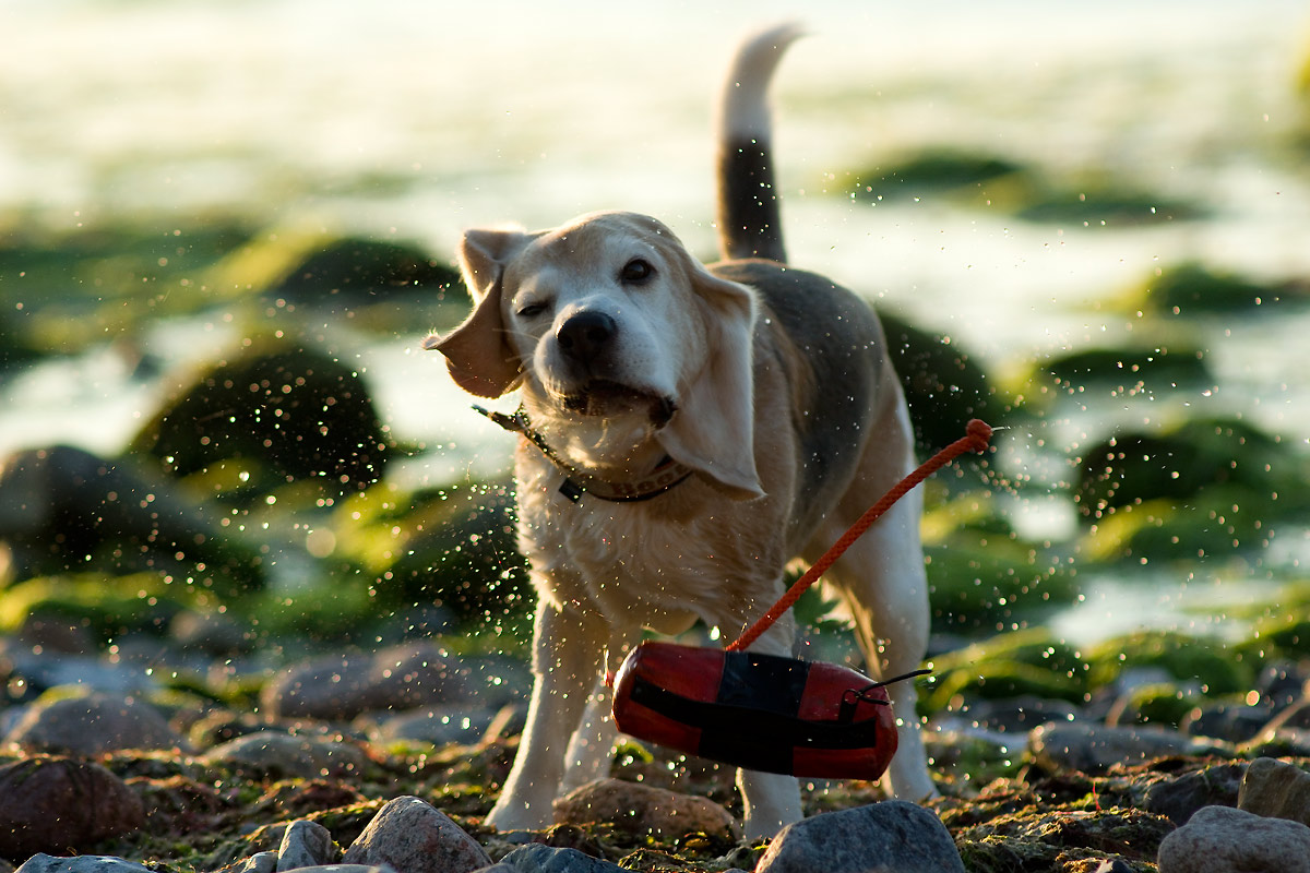 Beagle schüttelt sich das Meerwasser aus dem Pelz