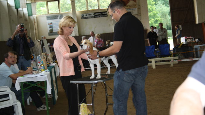 Beagleausstellung Sachsen Beagleausstellung Sachsen