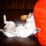 Schlafender Beagle