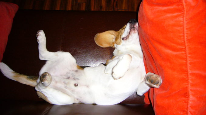 Schlafender Beagle Schlafender Beagle