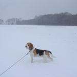 Beagle Murphy im Schnee