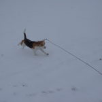 Beagle tobt im Schnee