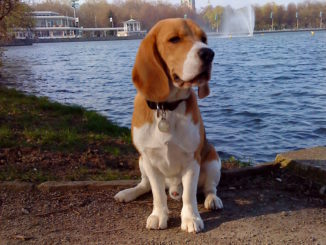 Beagle Beethoven in Hannover am Maschsee
