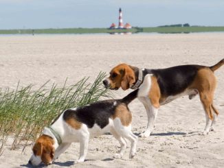 Beagles Nordfriesland-1030020