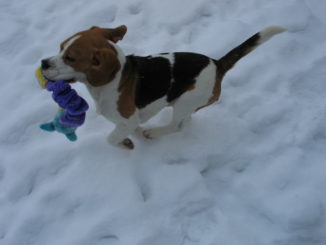 Beagle Anderson im Schnee
